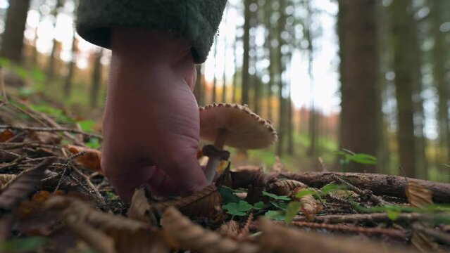 Close-Up View of Harvesting a Parasol Mushroom, Autumn Forest