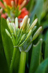 Obraz premium Clivia miniata, the Natal lily or Bush lily. Close up of flower Clivia miniata