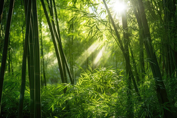 Fototapeta premium Enchanting Oriental Bamboo Grove: A Serene Aerial Oasis, Bathed in Sunrays, Radiating Tranquility and Natural Beauty