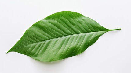 Obraz premium Isolated Green Leaf on a Clean White Background, Capturing the Natural Beauty and Simplicity of a Single Leaf