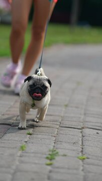 The streets of the city witness a girl in the company of her pug dog, going for a walk.