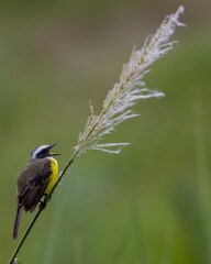 Small bird singing. 