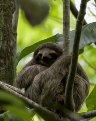 Sloth resting on a tree.