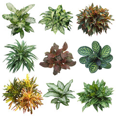 Set of plants isolated on transparent background. Cutout vegetation for garden design or landscaping. High quality clipping mask for professionnal composition. © Kimo