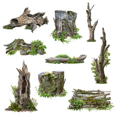 Set of cutout tree stump. Trunk and mossy tree roots. Old tree stub surrounded by green foliage. Dead tree isolated on transparent background. High quality clipping mask. - obrazy, fototapety, plakaty