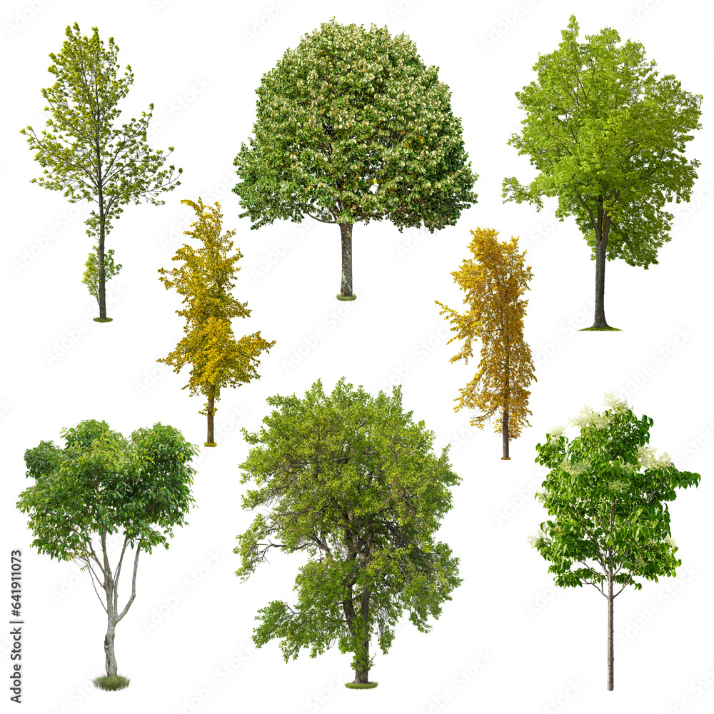 Fototapete set of deciduous trees isolated on transparent background. cut out green tree. high quality clipping