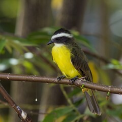 Bird resting on a branch