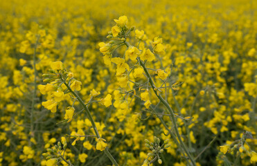 Fototapeta premium Rivers, Canals and Countryside in the UK