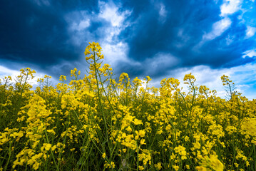 Rapeseed Crops in the UK 