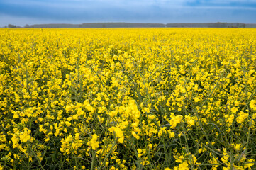 Rapeseed Crops in the UK 