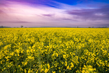 Rapeseed Crops in the UK 