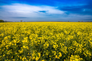 Rapeseed Crops in the UK 