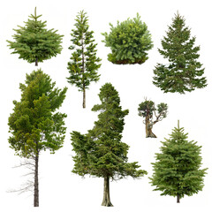 Cutout pine tree. Set of fir and coniferous trees isolated on transparent background. High quality clipping mask for professional composition. Evergreen tree.