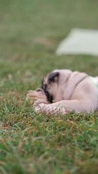 The park scene comes alive as a spirited girl playfully interacts with her pug dog during her morning training.