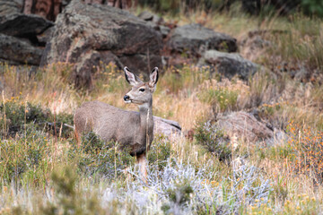 deer in the woods