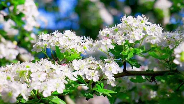 Hawthorn blossom moving gently in the summer breeze. The fragrant pinkish-white hawthorn flowers appear in April and May, so it’s also known as the mayflower.