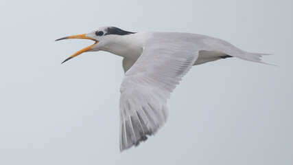 Obraz premium 뿔제비갈매기, Chinese Crested Tern, Thalasseus bernsteini