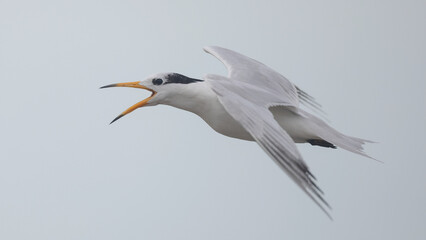 뿔제비갈매기, Chinese Crested Tern, Thalasseus bernsteini