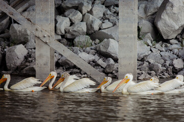 Pelicans In Eastern Oregon