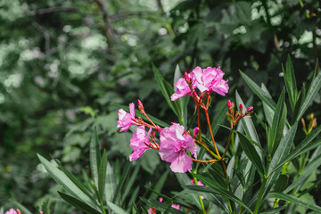 Oleander. In summer, the oleander bush blooms with pink flowers. Pink oleander flower. Pink oleander Nerium is a toxic shrub. Pink beautiful and delicate flowers on a background of green foliage.