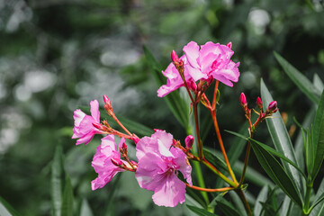 In summer, the oleander bush blooms with pink flowers. Pink oleander flower. Pink oleander Nerium...