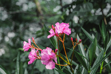 Blooming oleander in the summer garden. Pink beautiful and delicate flowers on a background of...