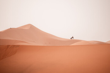 Fototapeta na wymiar Camel trek during sunrise with tourists in the sahara desert, Merzouga Morocco