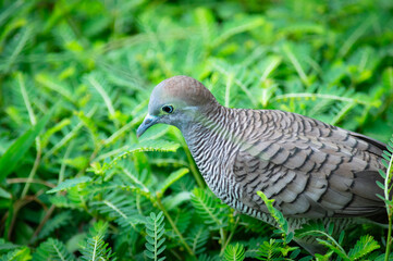 birds in the grass close up