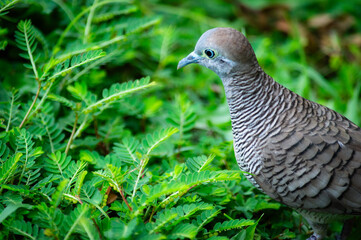 birds in the grass