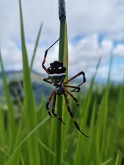 spider