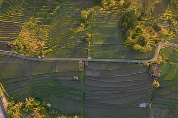 Top down shot of sunrise in Jatiluwih rice terrace, Tabanan, Bali. Aerial shot.