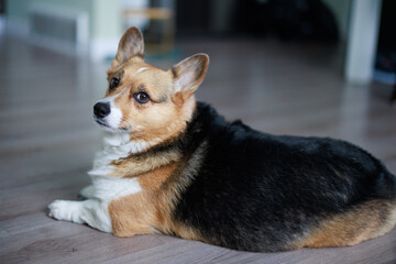 pembroke welsh corgi looking over his shoulder