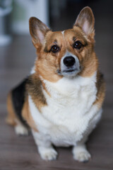 pembroke welsh corgi posing cutely for a portrait