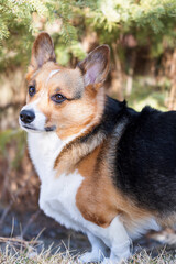 portrait of a pembroke welsh corgi standing in front of a conifer