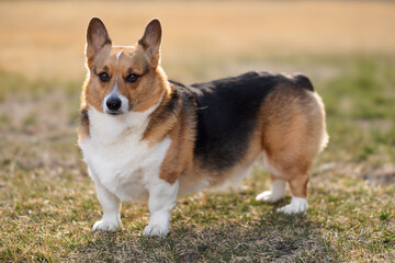 pembroke welsh corgi posing in the grass