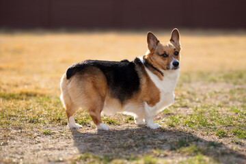 pembroke welsh corgi posing in the evening sun