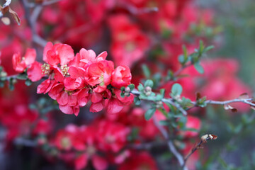 red flowers blooming on a bush