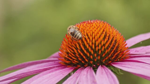 Single honey bee Drinking Nectar On orange Coneflower against blurred green background. Close-up macro shot.
