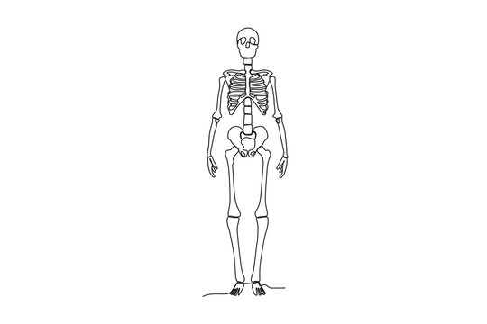 A human skeleton stands tall. Human skeleton one-line drawing