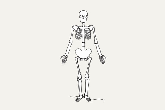 Color illustration of a human skeleton standing tall. Human skeleton one-line drawing