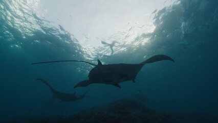 Giant oceanic manta rays or Mobula birostris slowly swim underwater in Nusa Penida, Bali, Indonesia