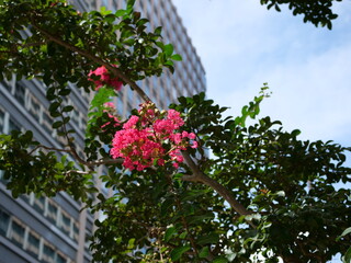 カントリーレッドという品種の百日紅