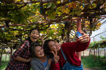 Obraz premium The owner of the vineyard is taking tourists to visit the vineyard and take pictures.