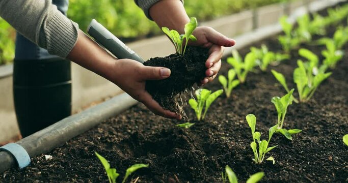 Agriculture, soil and hands of farmer on spinach farm working on harvest or organic gardening of vegetables in nature. Sustainability, closeup and person with nutrition food as natural produce