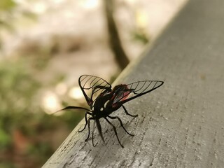 MOSQUITO TROPICAL