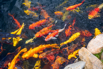 Fototapeta na wymiar A large school of Koi fish cluster together. Aquarium koi Asian Japanese wildlife colorful landscape nature clear water photo