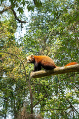 Obraz premium The red panda (Ailurus fulgens) walking on tree in forest.