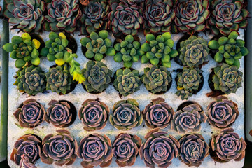 Close up succulent plants garden viewed from above.