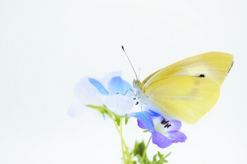 Fototapeta na wymiar 白背景に青い可愛いネモフィラの花に止まり羽を乾かす羽化直後のモンシロチョウのアップ