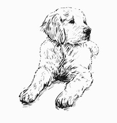 Drawing of Golden Retriever Puppy